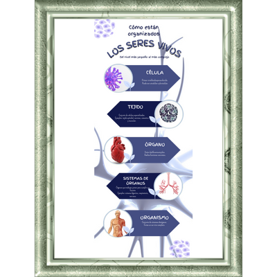InfografíaMarco_RocioMartinezFustes Infografía sobre los seres vivos